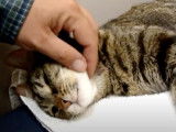 L'euthanasie d'un chat Européen