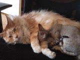 Un Maine Coon et Devon Rex qui dorment ensemble