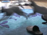 Des chats Devon Rex qui se bagarrent