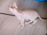Une fratrie de Devon Rex qui joue