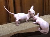 Des chatons Bambino en train de se chamailler
