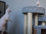 Chats Elf-Cat qui vivent ensemble