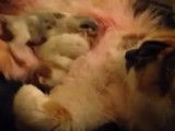 Une fratrie de chatons Aphrodite qui se câline