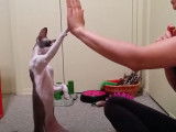 Un chat Cornish Rex qui est dressé comme un chien