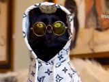 La maltraitance des chats, pour rire