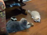 Deux chats de race Exotic Fold et Scottish Fold qui jouent ensemble