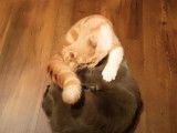 Des chats de race Exotic Fold et Scottish Fold qui se bagarrent