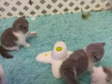 Des chatons Exotic Shorthair en train de jouer avec leur propriétaire