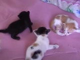 Une fratrie de chatons Asiatique qui font leurs premiers pas
