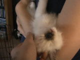 Un chaton Ragdoll qui s'endort dans les bras de son maitre
