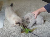 Deux chatons Ragdoll qui jouent avec un plumeau
