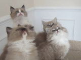 Une fratrie de chaton Ragdoll est en train de jouer avec leur maitre