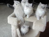 Une fratrie de chaton Ragdoll qui est assise sur l'arbre à chat