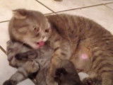Une maman Scottish Fold qui toilette son petit