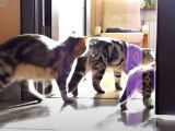 Un grand moment de jeu pour des chatons Scottish Fold
