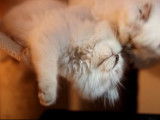 Une fratrie de chatons Highland Straight qui se câline