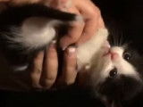 Des câlins pour un chaton Kinkalow