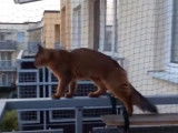 Un chat de race Somali se balade sur le balcon sécurisé
