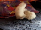 Deux chatons Highland Straight en train de chahuter