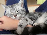 Un American Shorthair s'endort sur son maitre
