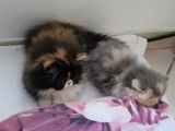 Des chatons Persan sont en train de se reposer sur un lit