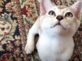 Un chat Asiatique fait les yeux doux pour avoir des câlins