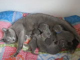 Des chatons Nebelung sont nourrit par leur mère