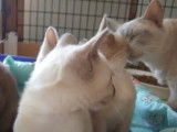 Des chats Tonkinois qui sont dans une grande cage