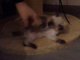Un chaton Toybob joue avec son maitre