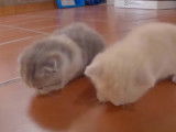 Des chatons Munchkin qui marchent timidement