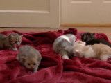 Une fratrie de chatons Munchkin essaie de marcher