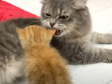 Un chaton rencontre une maman