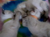Des chatons Siamois s'amusent et dorment ensemble