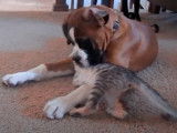 Un chaton Bengal est très complice avec un chien de race Boxer