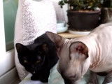 Un Bombay et un Sphynx cohabitent ensemble