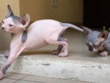 Deux chats Bambino qui sont dehors