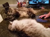 Deux Maine Coon se reposent et sont taquins