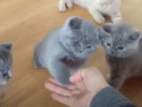 Des chatons British Shorthair tapent dans la main de leur maitre