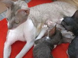 Une maman Cornish Rex nourrit ses chatons
