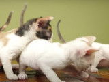Des chatons Cornish Rex qui miaulent pour se faire comprendre