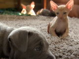 Un Pitbull et des Cornish Rex jouent ensemble