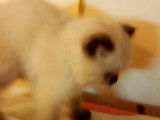 Des chatons Scottish Fold essaient de se mordiller pour jouer