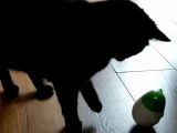 Des chats Manx jouent avec plusieurs jouets