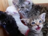 Des chatons LaPerm sont blottis contre leur mère