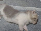 Des chatons Munchkin qui se taquinent