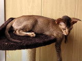 Un Oriental Shorthair se fait câliner sur l'arbre à chat