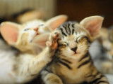 Des chatons Oriental Shorthair de quelques jours se câlinent
