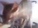 Un chat de race Lykoï lèche la main de sa maitresse