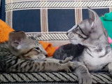 Des chatons Oriental Shorthair qui s'apprécient