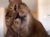 Un chat Abyssin qui aime les caresses